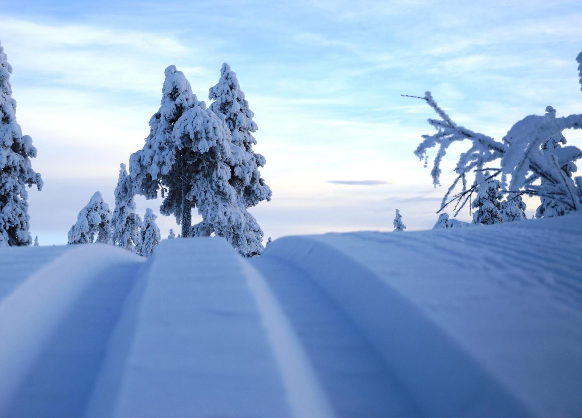 12 - Fulufjellets Nasjonalparker - Natur-, Dyre- Og Fugleopplevelser Ljørdal Buitenkant foto