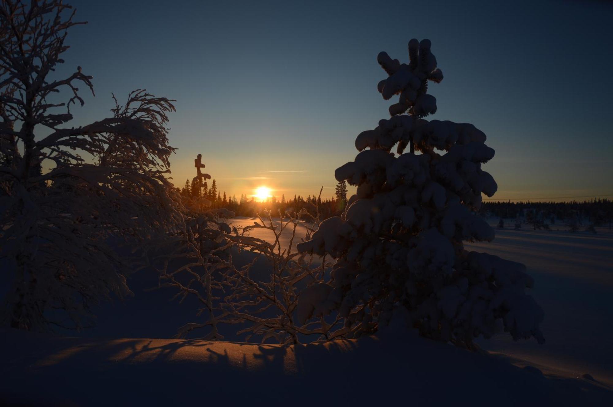 12 - Fulufjellets Nasjonalparker - Natur-, Dyre- Og Fugleopplevelser Ljørdal Buitenkant foto