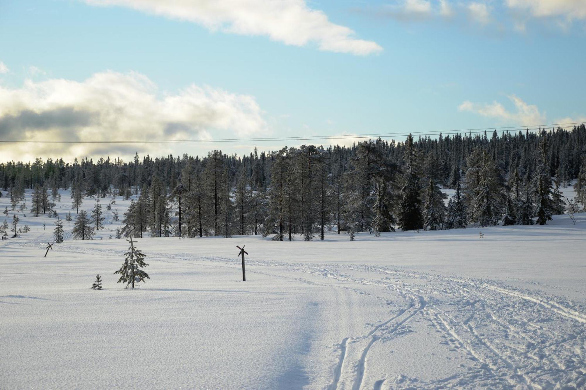 12 - Fulufjellets Nasjonalparker - Natur-, Dyre- Og Fugleopplevelser Ljørdal Buitenkant foto