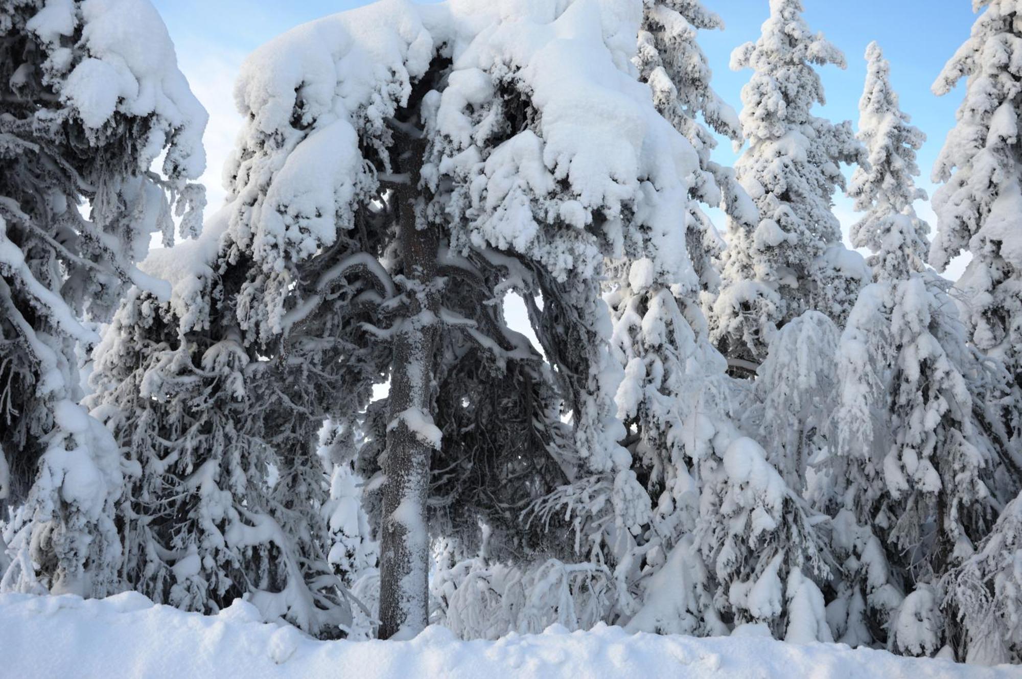 12 - Fulufjellets Nasjonalparker - Natur-, Dyre- Og Fugleopplevelser Ljørdal Buitenkant foto