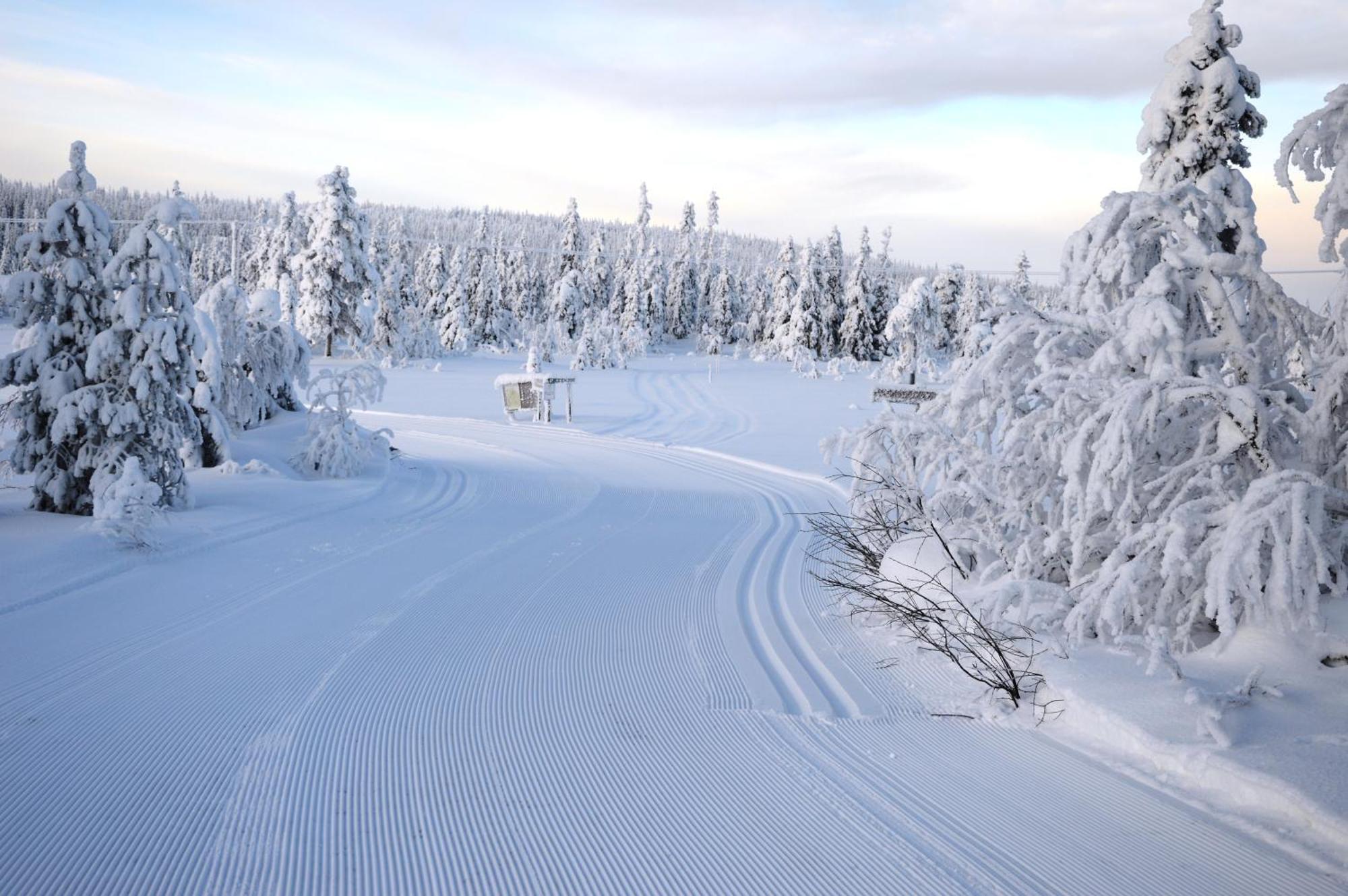 12 - Fulufjellets Nasjonalparker - Natur-, Dyre- Og Fugleopplevelser Ljørdal Buitenkant foto