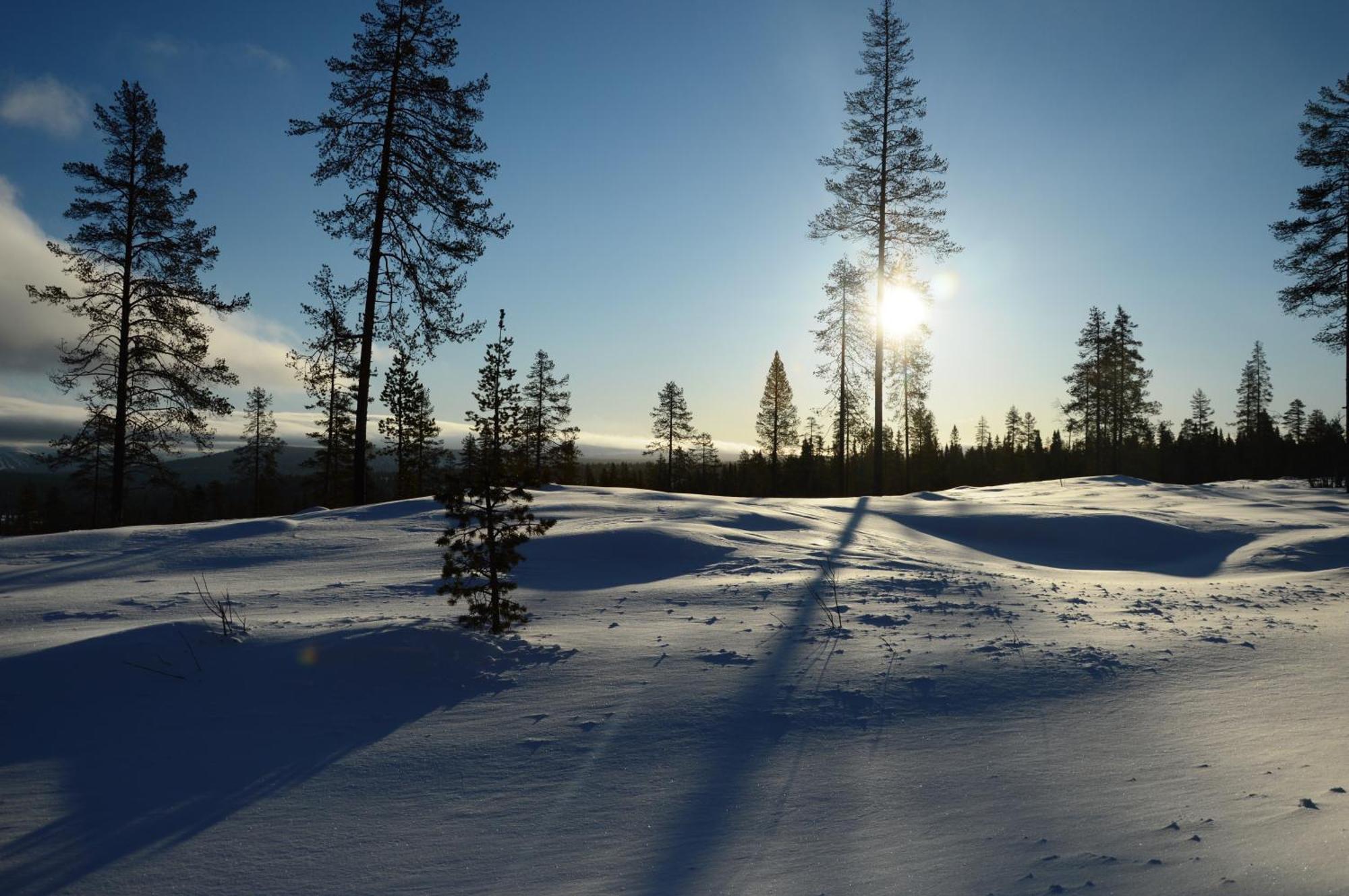 12 - Fulufjellets Nasjonalparker - Natur-, Dyre- Og Fugleopplevelser Ljørdal Buitenkant foto