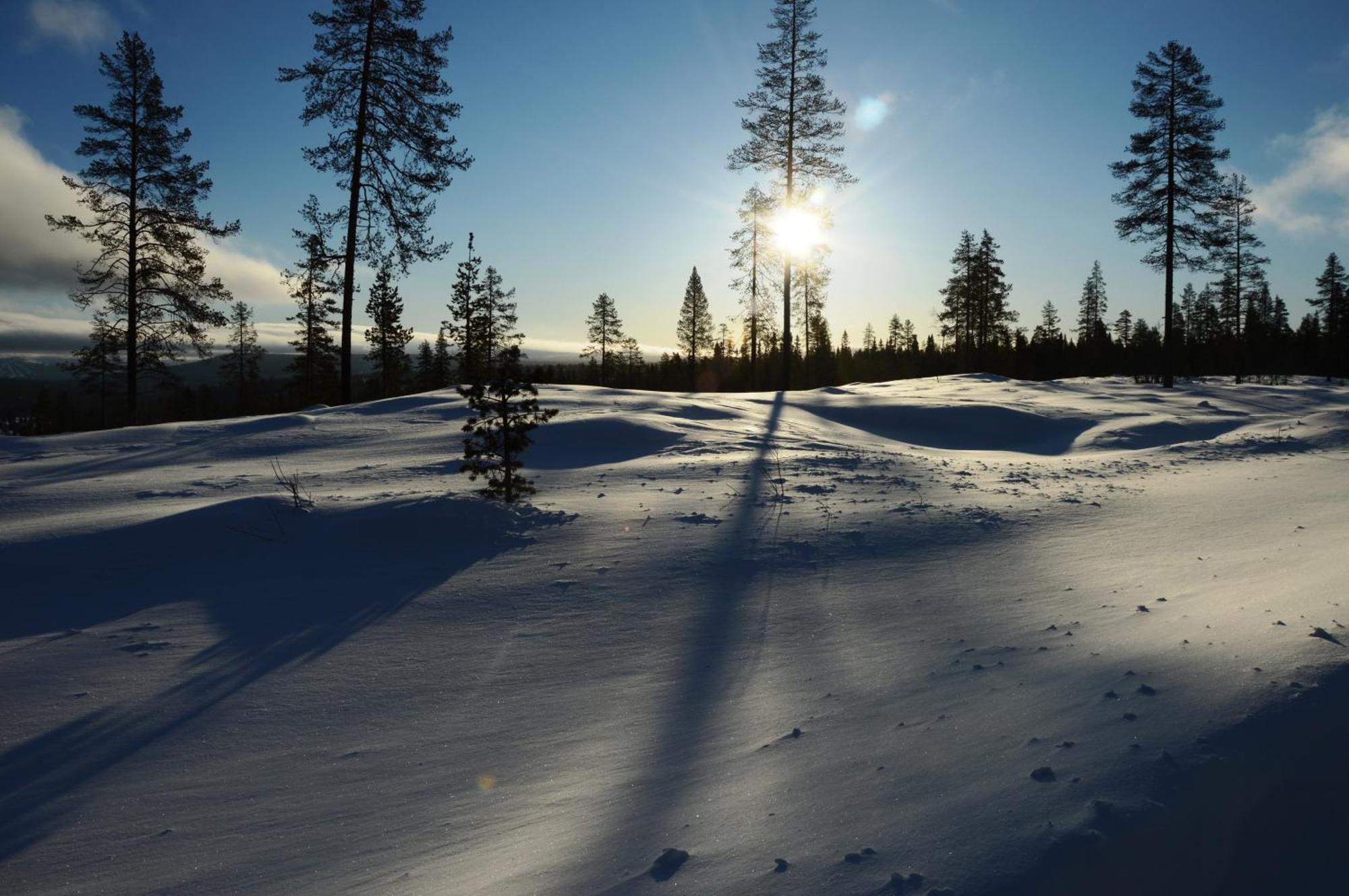 12 - Fulufjellets Nasjonalparker - Natur-, Dyre- Og Fugleopplevelser Ljørdal Buitenkant foto