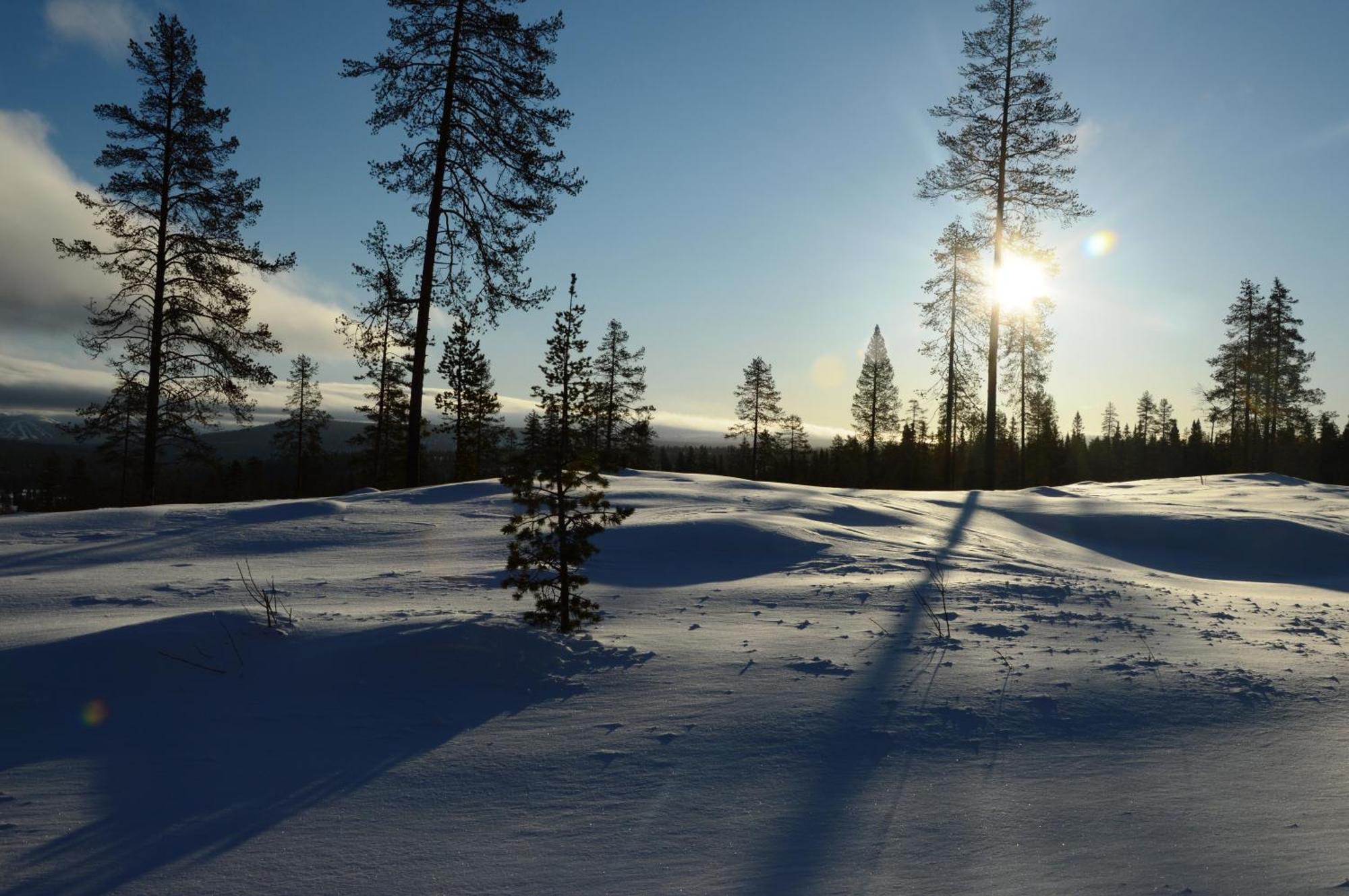 12 - Fulufjellets Nasjonalparker - Natur-, Dyre- Og Fugleopplevelser Ljørdal Buitenkant foto
