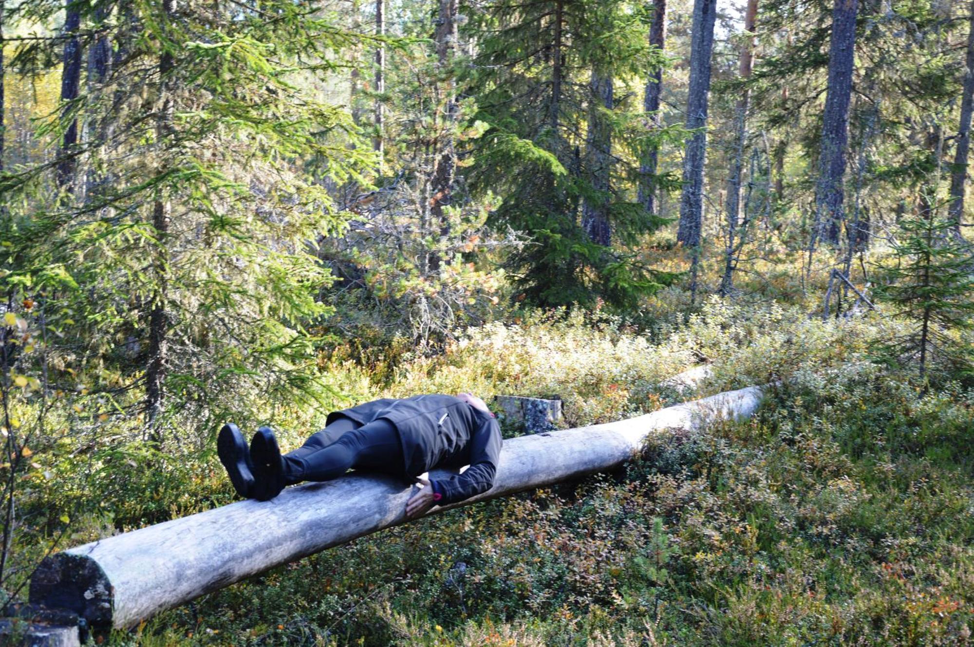 12 - Fulufjellets Nasjonalparker - Natur-, Dyre- Og Fugleopplevelser Ljørdal Buitenkant foto