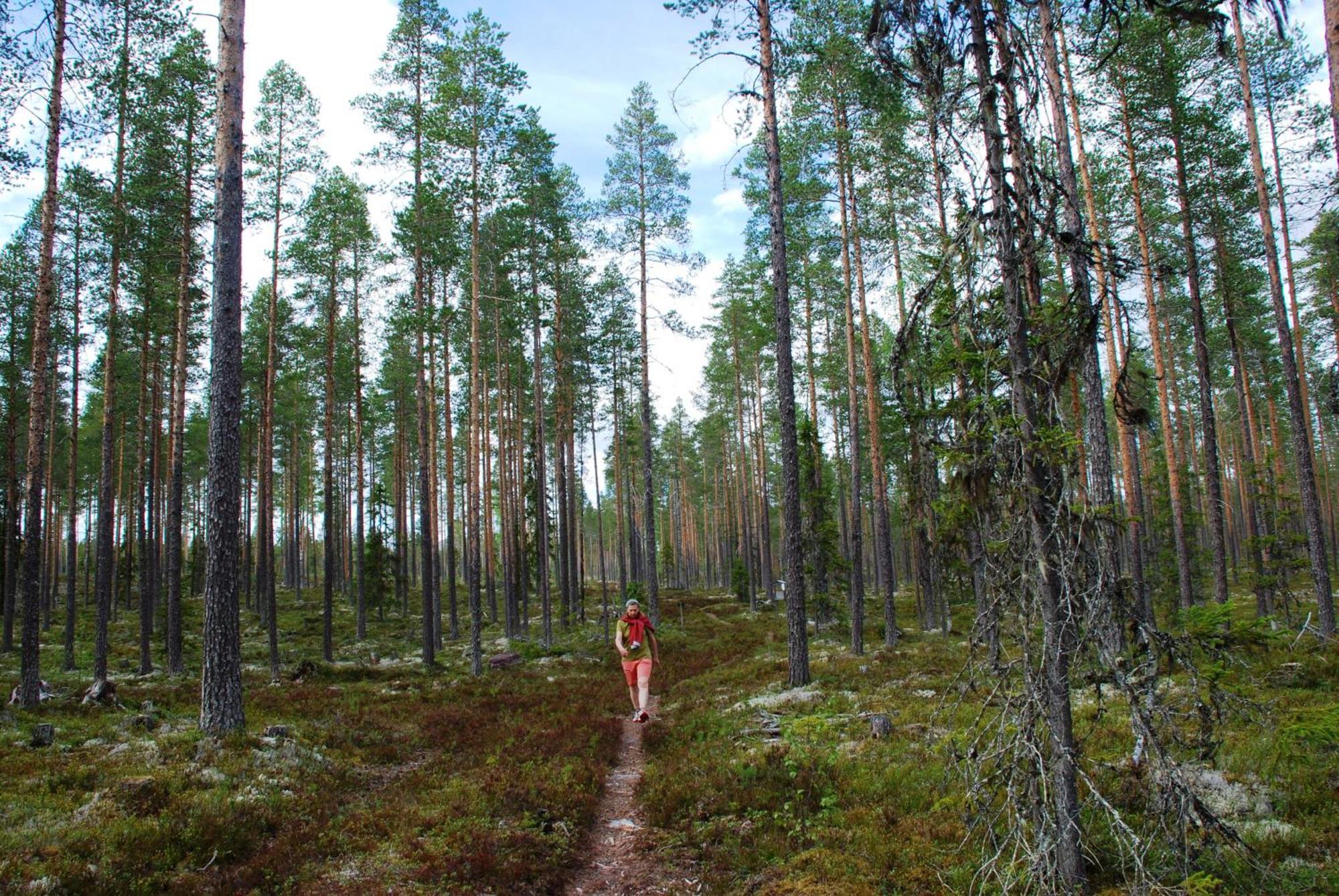 12 - Fulufjellets Nasjonalparker - Natur-, Dyre- Og Fugleopplevelser Ljørdal Buitenkant foto