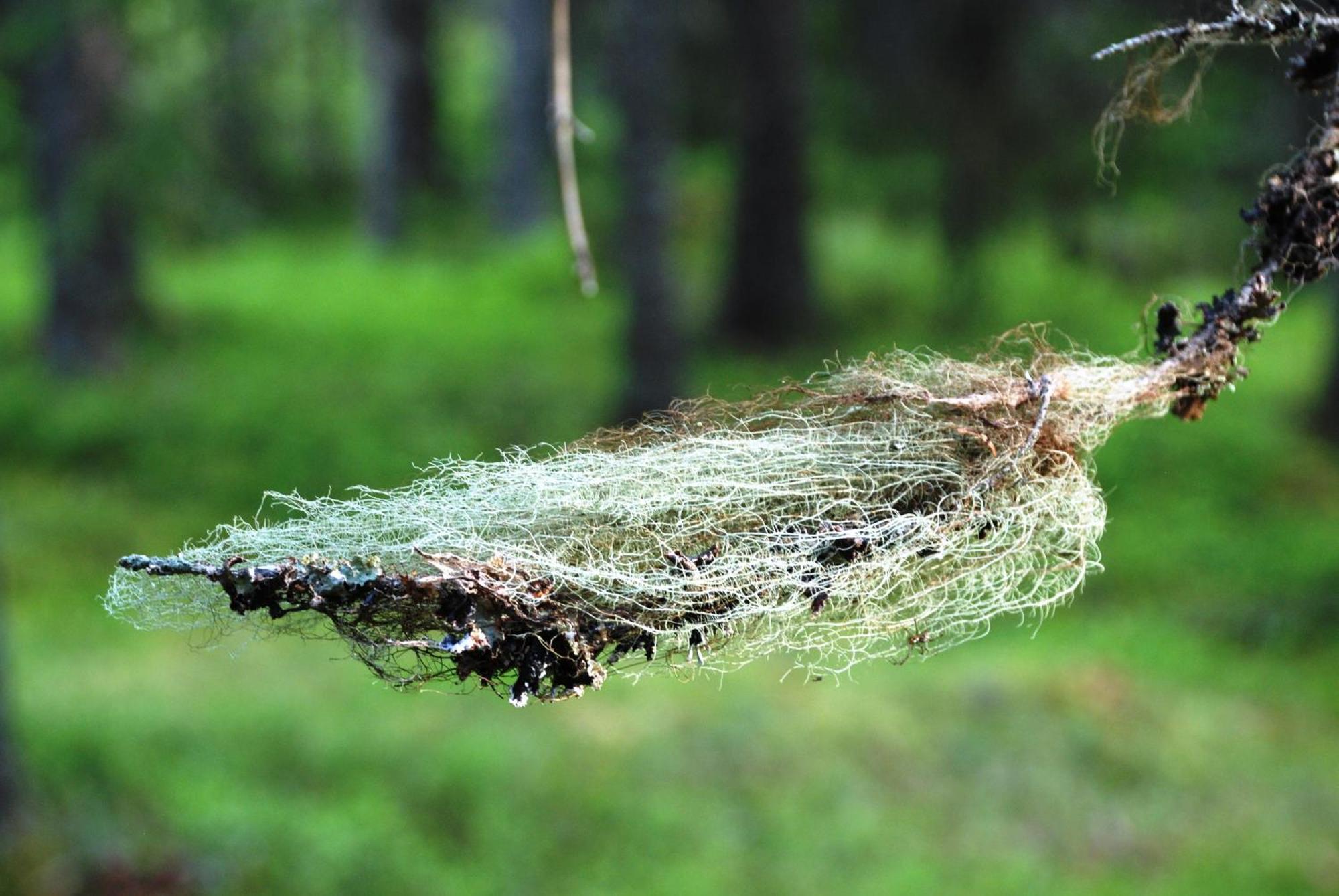 12 - Fulufjellets Nasjonalparker - Natur-, Dyre- Og Fugleopplevelser Ljørdal Buitenkant foto