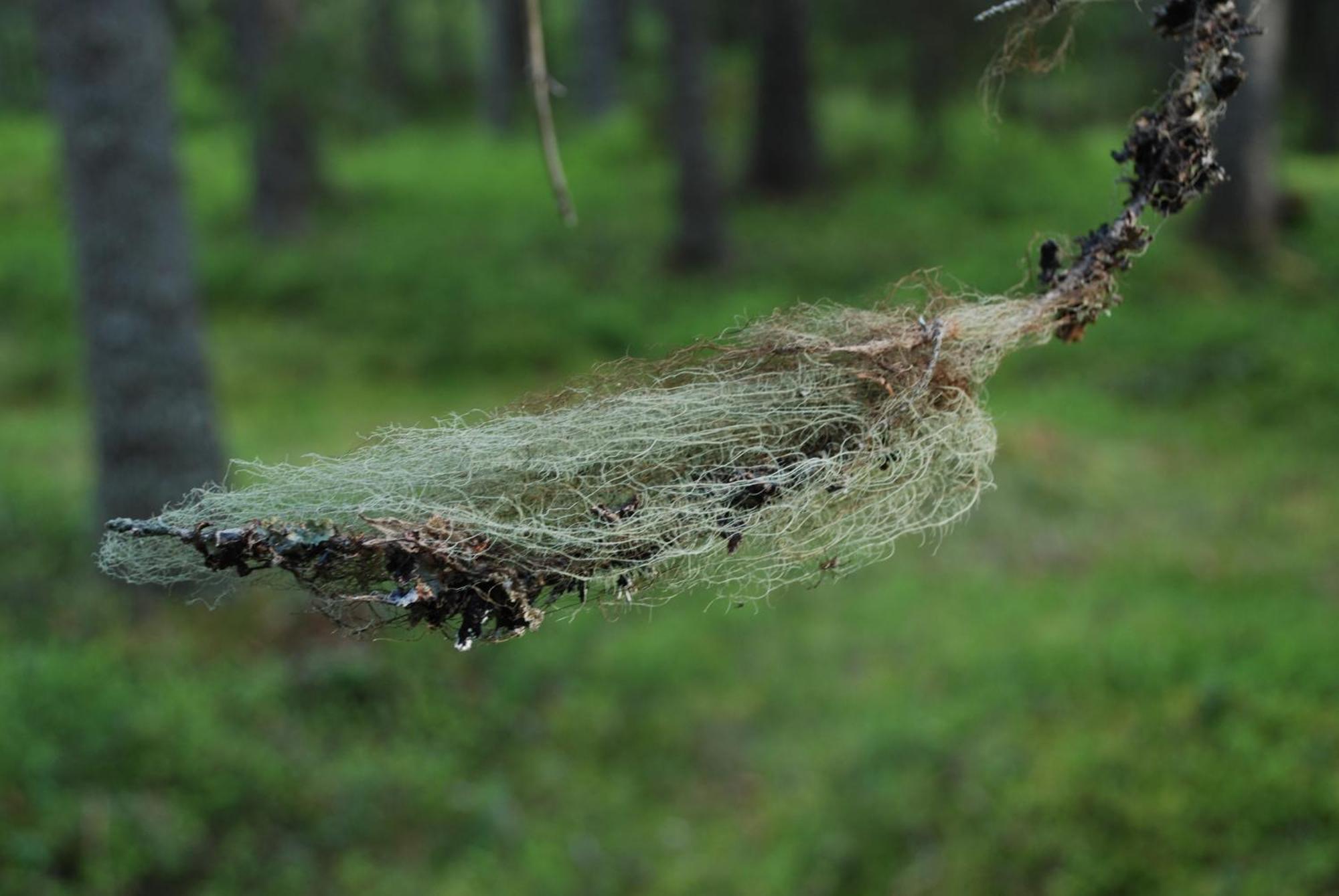 12 - Fulufjellets Nasjonalparker - Natur-, Dyre- Og Fugleopplevelser Ljørdal Buitenkant foto
