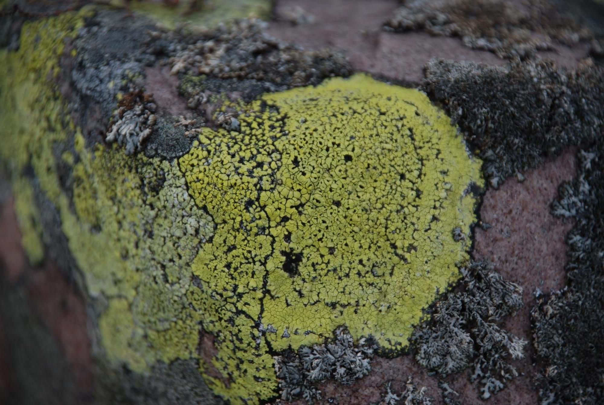 12 - Fulufjellets Nasjonalparker - Natur-, Dyre- Og Fugleopplevelser Ljørdal Buitenkant foto