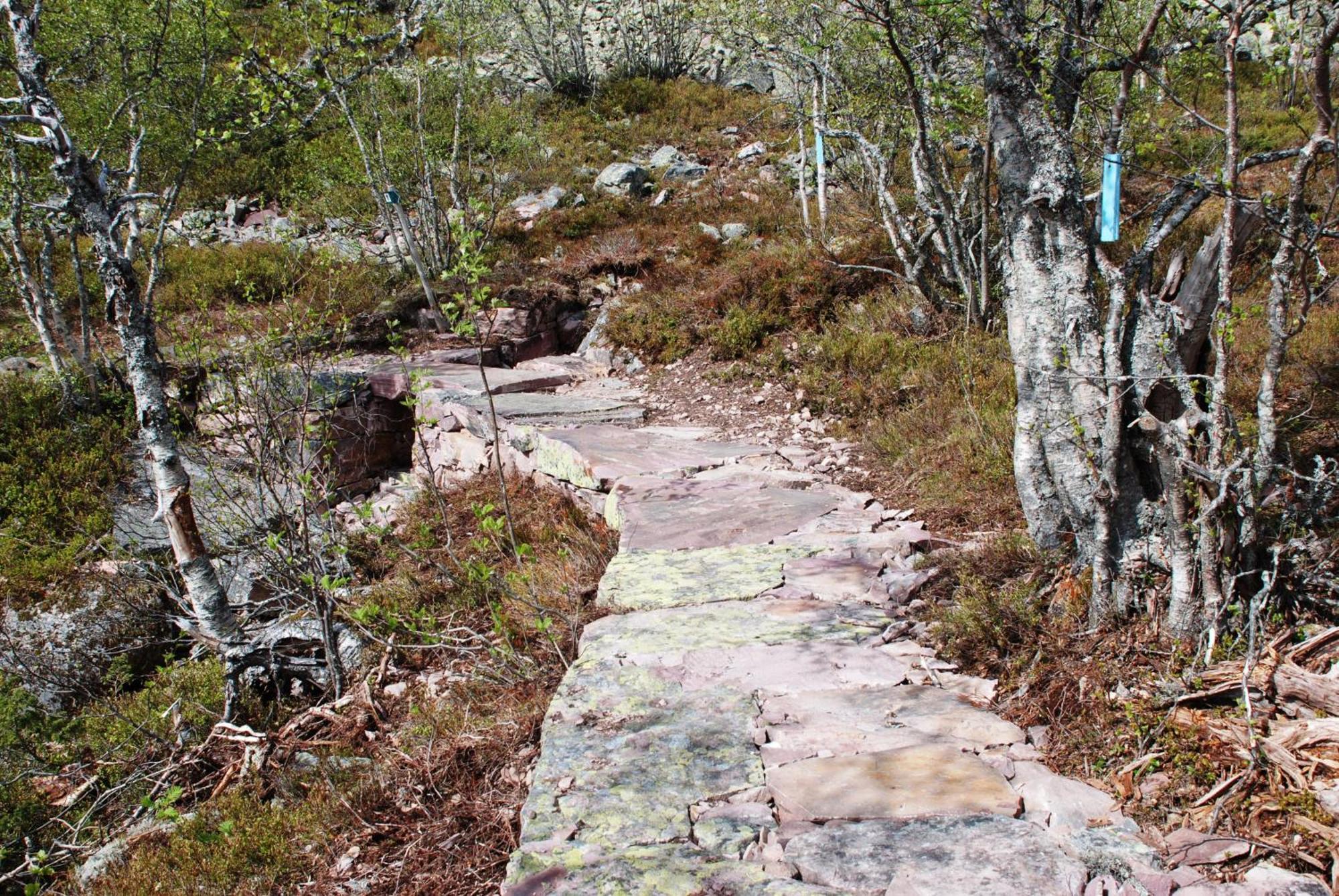 12 - Fulufjellets Nasjonalparker - Natur-, Dyre- Og Fugleopplevelser Ljørdal Buitenkant foto