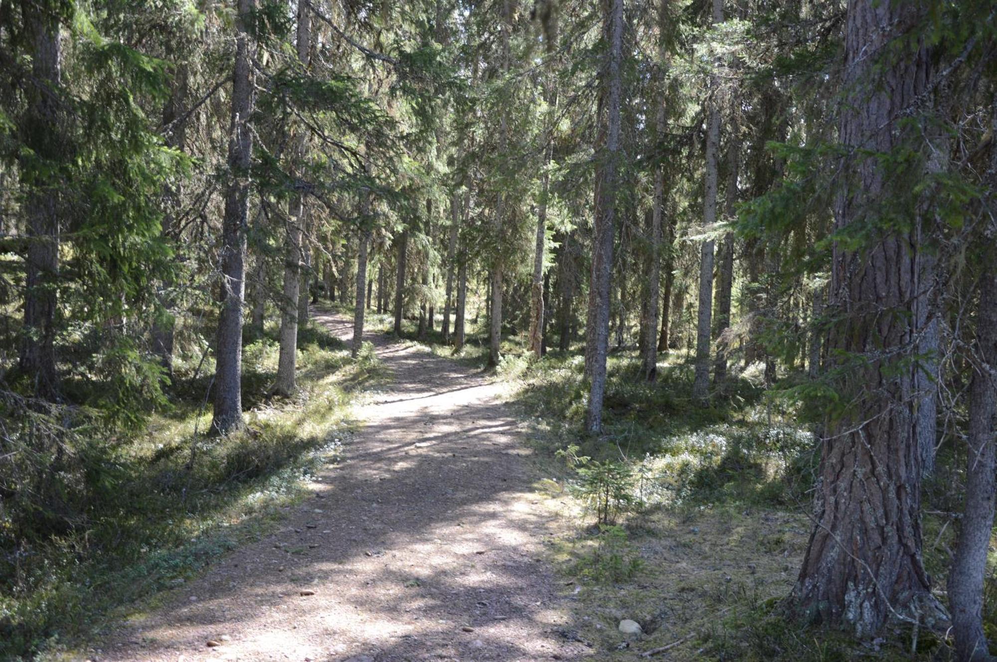 12 - Fulufjellets Nasjonalparker - Natur-, Dyre- Og Fugleopplevelser Ljørdal Buitenkant foto