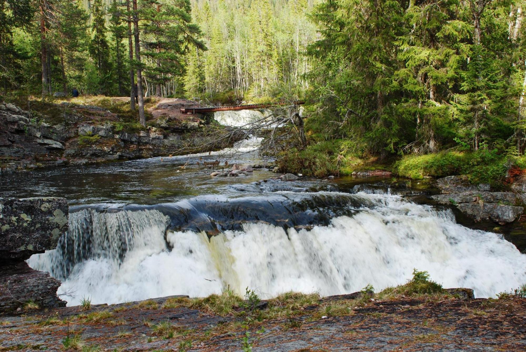 12 - Fulufjellets Nasjonalparker - Natur-, Dyre- Og Fugleopplevelser Ljørdal Buitenkant foto