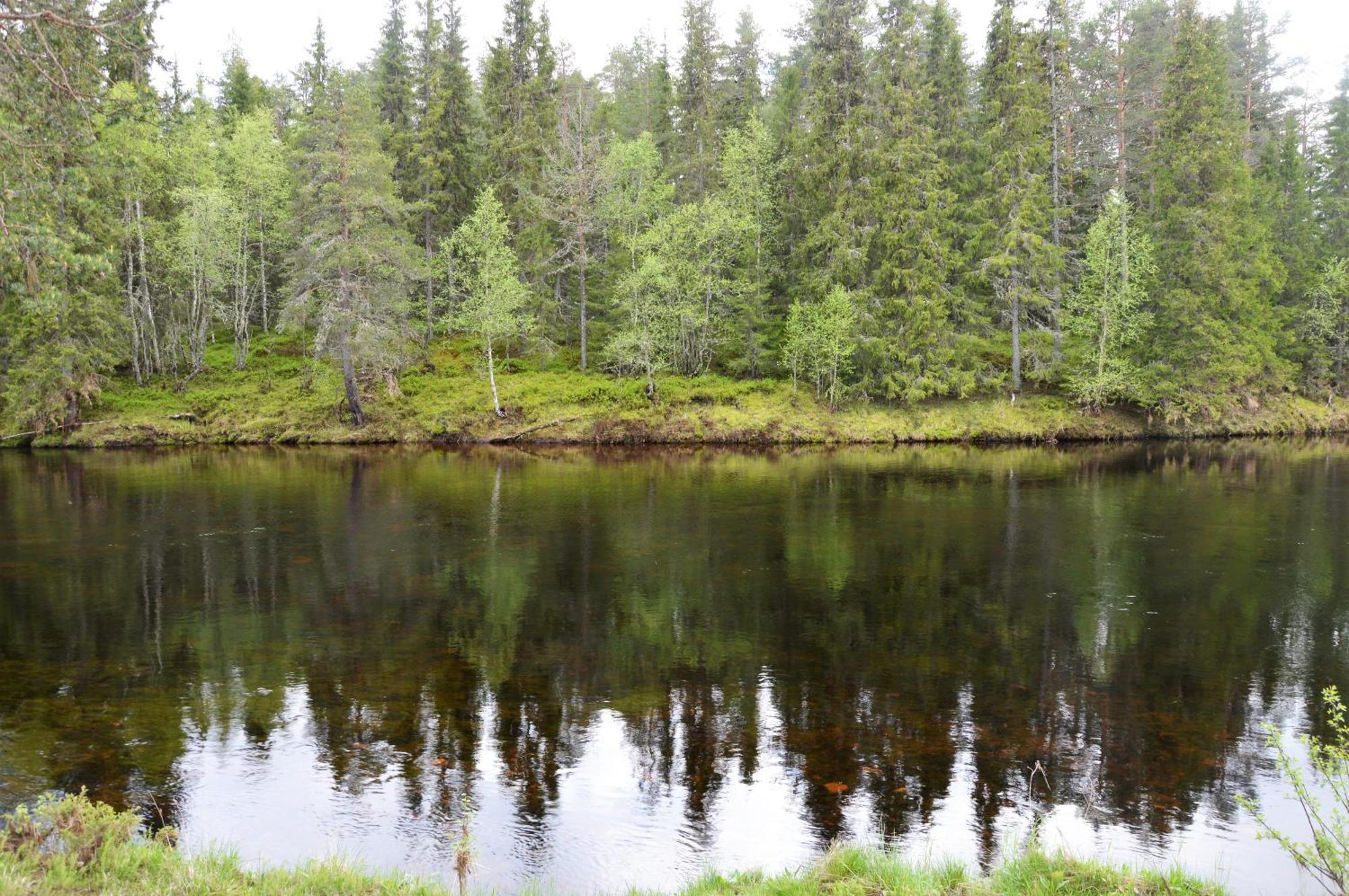 12 - Fulufjellets Nasjonalparker - Natur-, Dyre- Og Fugleopplevelser Ljørdal Buitenkant foto